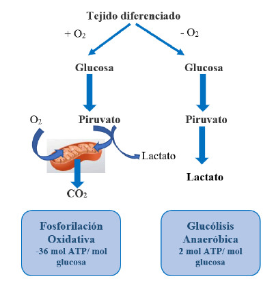 l carnitina y cetosis Dietas cetogénicas su papel en la nutrición clínica — Revista Medicina Este suplemento utiliza una Forzagen L- Carnitine 2000 sunscreen for pigmentation and dark spots Treatment Area:Nose